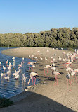 Ras Al Khor Wildlife Sanctuary