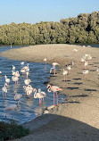 Ras Al Khor Wildlife Sanctuary