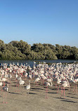 Ras Al Khor Wildlife Sanctuary