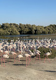 Ras Al Khor Wildlife Sanctuary