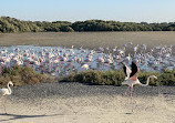 Ras Al Khor Wildlife Sanctuary