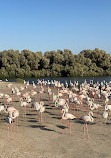 Ras Al Khor Wildlife Sanctuary