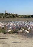 Ras Al Khor Wildlife Sanctuary