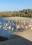 Ras Al Khor Wildlife Sanctuary