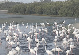 Ras Al Khor Wildlife Sanctuary