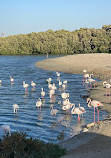 Ras Al Khor Wildlife Sanctuary