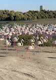 Ras Al Khor Wildlife Sanctuary