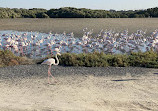 Ras Al Khor Wildlife Sanctuary