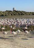 Ras Al Khor Wildlife Sanctuary