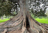 Adelaide Botanic Garden