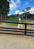 Hahndorf Farm Barn