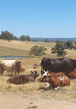 Hahndorf Farm Barn