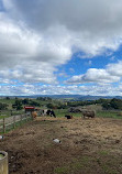 Hahndorf Farm Barn