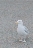 Llandudno Promenade