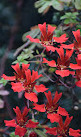 National Trust - Bodnant Garden