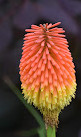 National Trust - Bodnant Garden