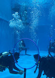 DiveCampus