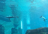 Clearwater Marine Aquarium