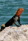 Sebastian Inlet State Park