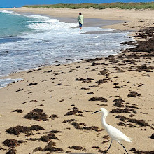 Sebastian Inlet State Park