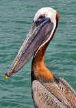 Sebastian Inlet State Park