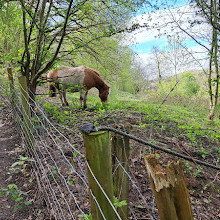 پارک کشوری Reddish Vale