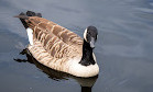 Reddish Vale Country Park