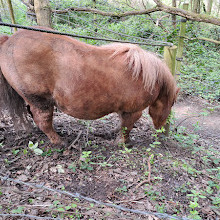 پارک کشوری Reddish Vale