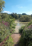 Reddish Vale Country Park