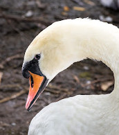 Reddish Vale Country Park