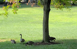 McKeldin Mall