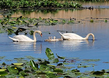 Parque Nacional Point Pelee