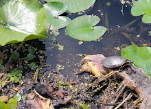 Parque Nacional Point Pelee