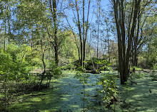 Parque Nacional Point Pelee