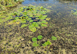 Point Pelee National Park