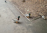 Peasholm Park