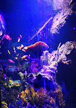 SEA LIFE Scarborough