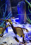 SEA LIFE Scarborough