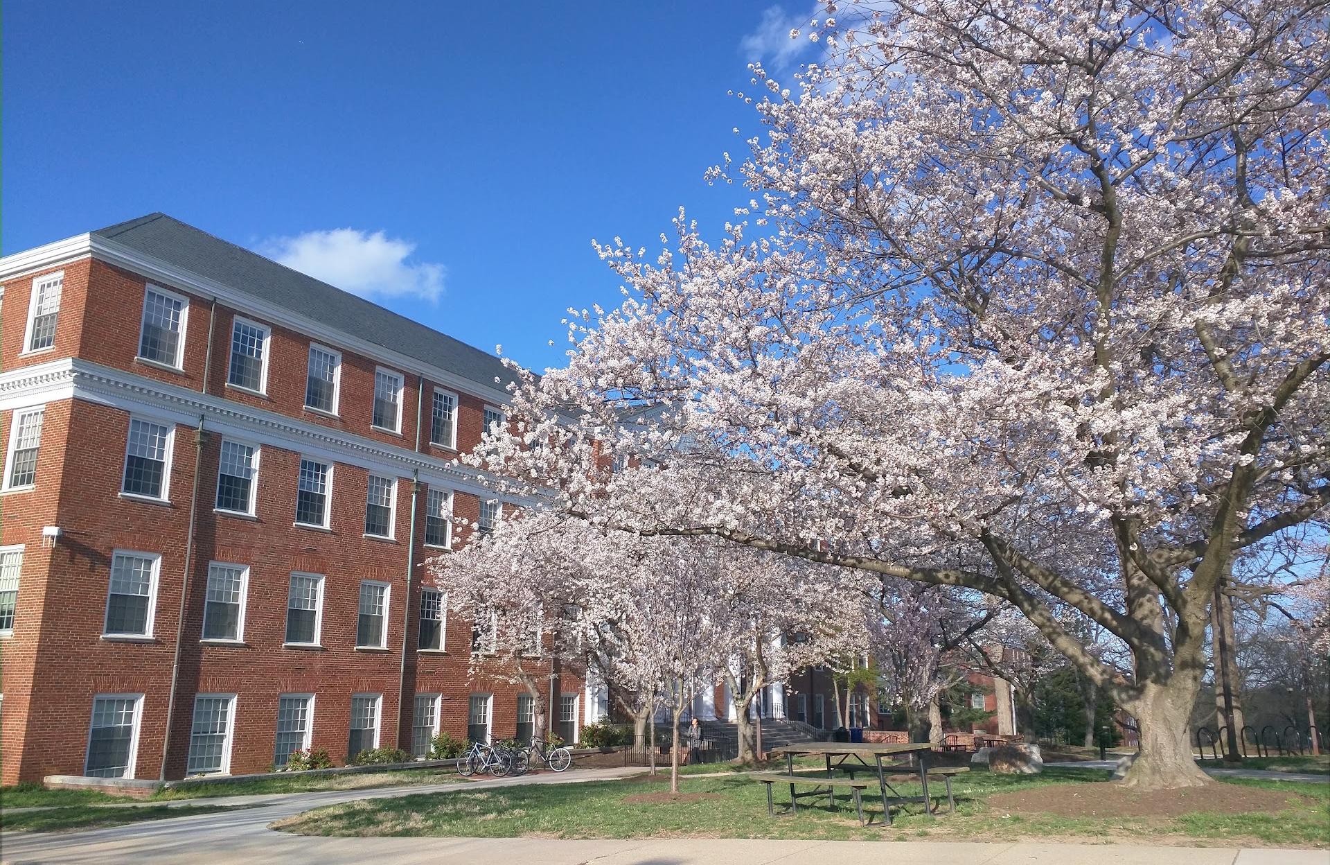 Tydings Hall Camellia Garden