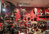 The Steinhardt Museum of Natural History