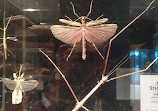 The Steinhardt Museum of Natural History