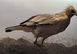 The Steinhardt Museum of Natural History