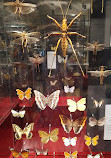 The Steinhardt Museum of Natural History