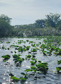 Everglades Holiday Park