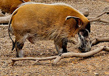 Nashville Zoo at Grassmere