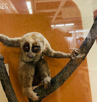 Hunterian Zoology Museum