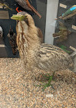 Hunterian Zoology Museum