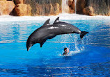 Dolphinarium