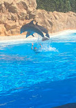 Dolphinarium