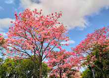 Parco Carlos Alberto de Souza